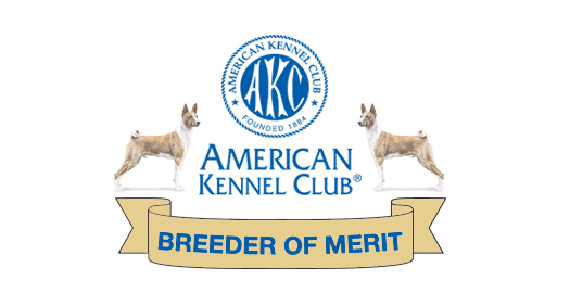 Baraka Basenji is an AKC Breeder of Merit